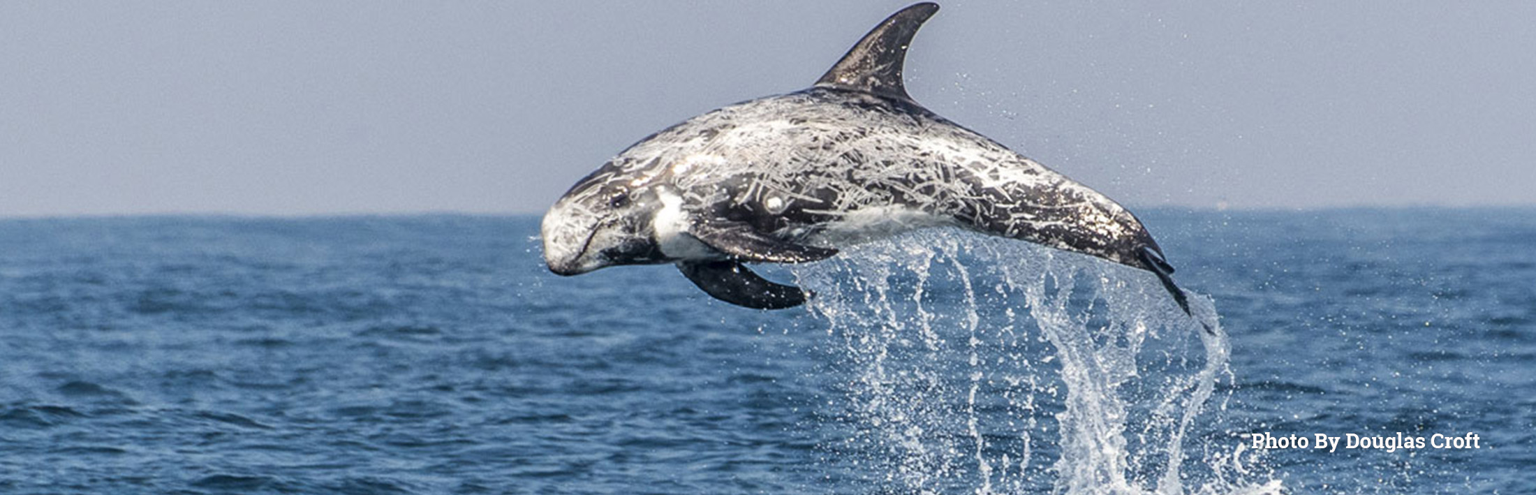 Honorable Mention Risso's Dolphin, Monterey Bay, by Douglas Croft