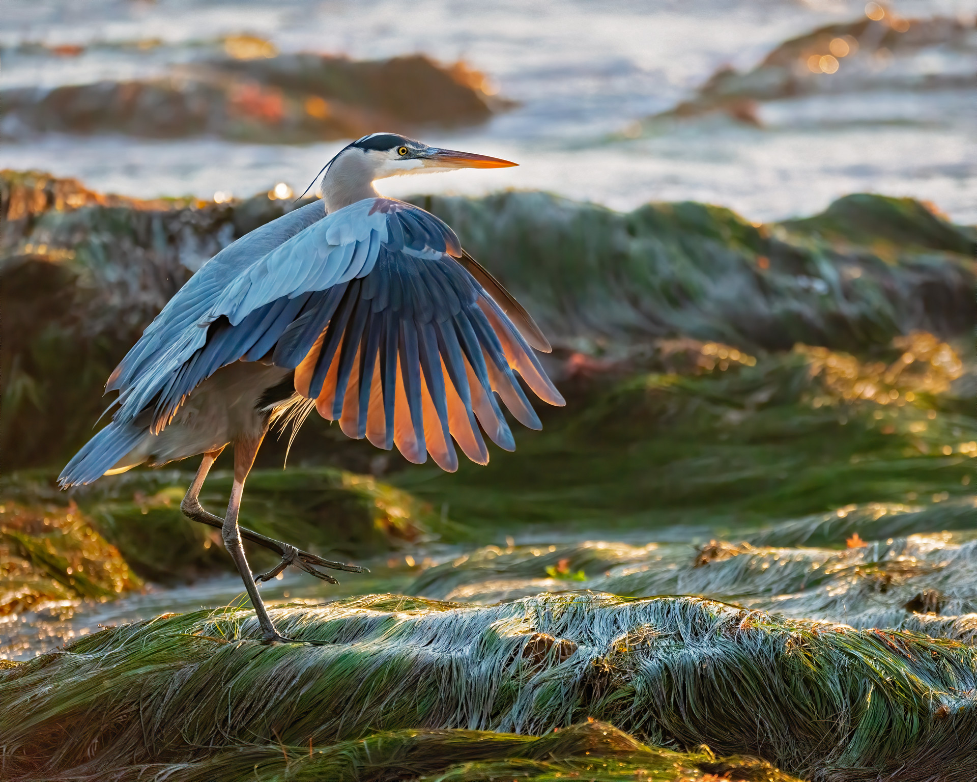 California Ocean & Coastal Amateur Photography Contest